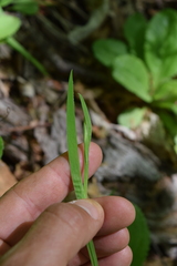 Sisyrinchium dichotomum