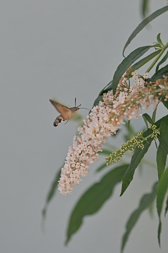 Eurasian Hummingbird Hawkmoth