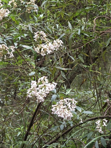 Pandorea pandorana, photograph 2