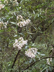 Pandorea pandorana, photograph (c) Ian Rainbow, some rights reserved (CC BY)