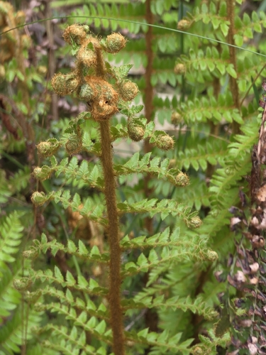 Polystichum proliferum, photograph 1