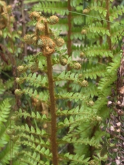 Polystichum proliferum