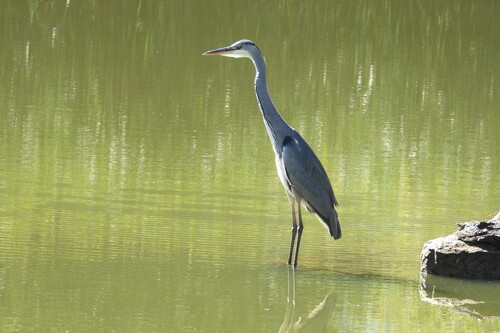 Grey Heron