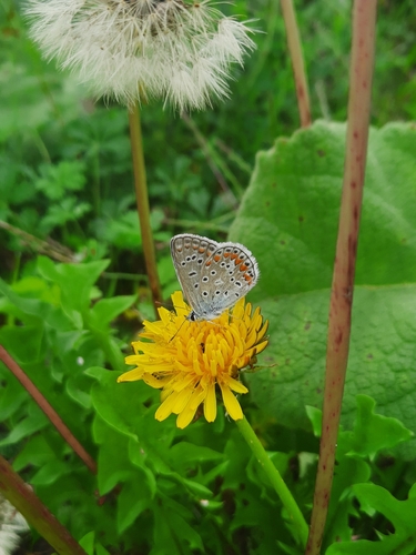 Common Blue