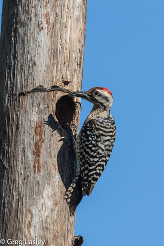 Ladder-backed Woodpecker