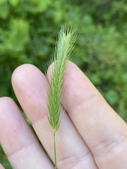 Hordeum pusillum