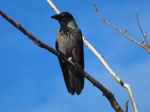 Hooded Crow