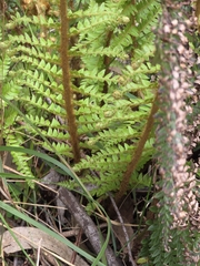 Polystichum proliferum, photograph (c) Ian Rainbow, some rights reserved (CC BY)