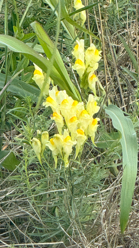 common toadflax