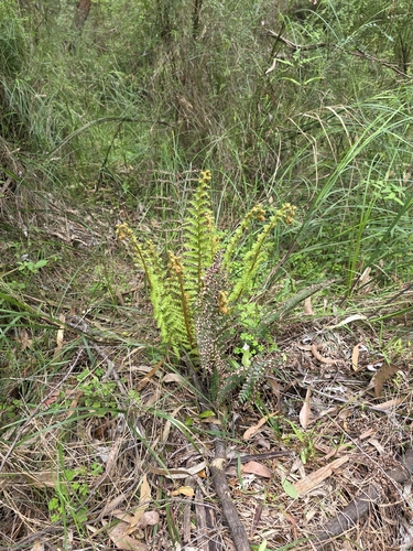 Polystichum proliferum, photograph 3