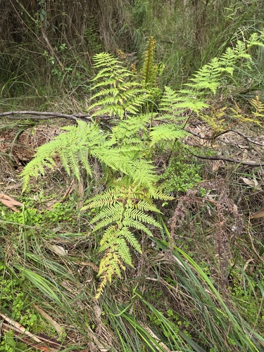 Pteris tremula, photograph 2