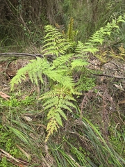 Pteris tremula, photograph (c) Ian Rainbow, some rights reserved (CC BY)