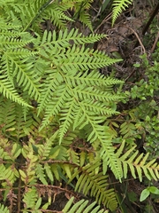 Pteris tremula, photograph (c) Ian Rainbow, some rights reserved (CC BY)