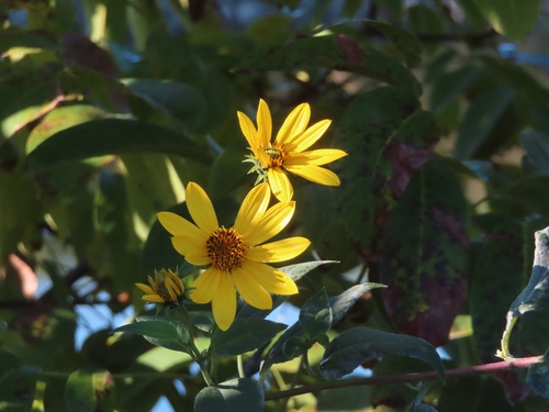 Jerusalem artichoke