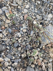 Ipomopsis polycladon