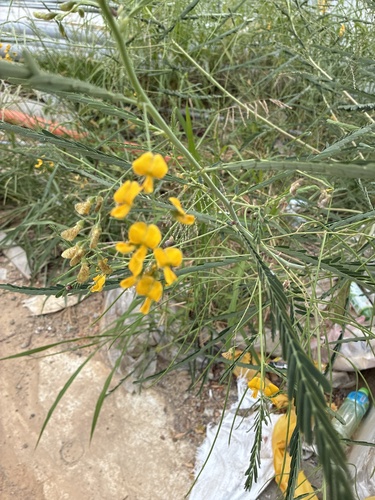 Sesbania Pea