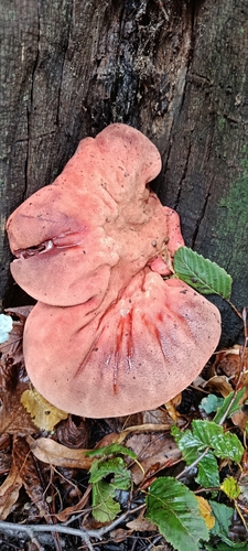 Beefsteak Polypore