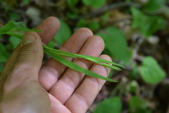 Sisyrinchium dichotomum
