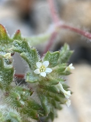 Ipomopsis polycladon