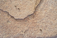 Brachymyrmex patagonicus