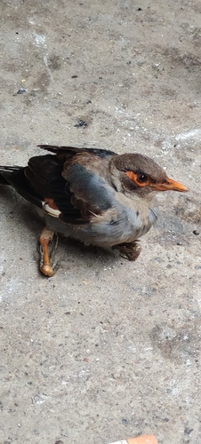 Bank Myna