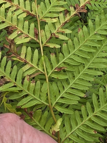 Pteris tremula, photograph 4