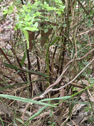 Pteris tremula, photograph 5