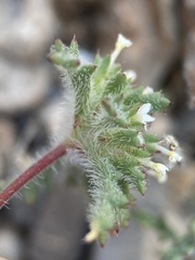 Ipomopsis polycladon