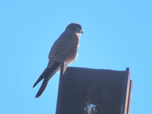 Eurasian Kestrel