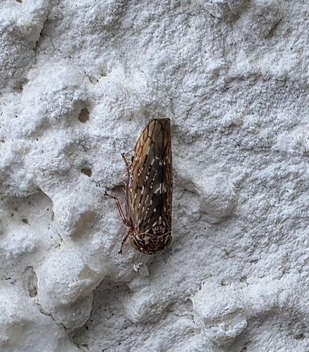 Acericerus heydenii