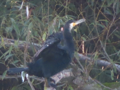 Great Cormorant