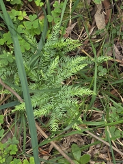 Asparagus scandens, photograph (c) Ian Rainbow, some rights reserved (CC BY)