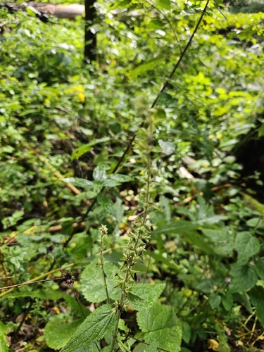 hedge woundwort