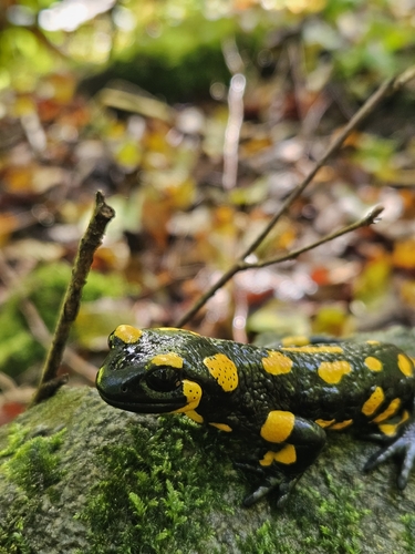 Fire Salamander