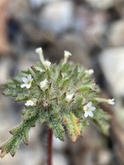 Ipomopsis polycladon