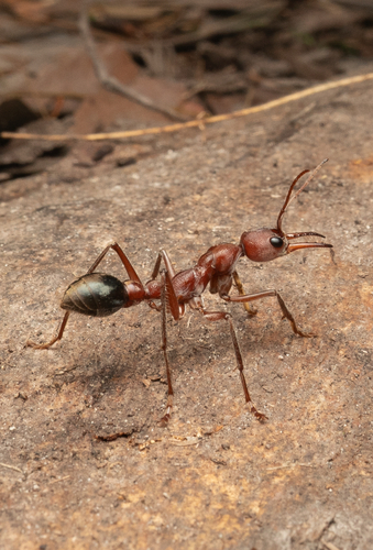 Myrmecia comata