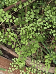 Adiantum aethiopicum