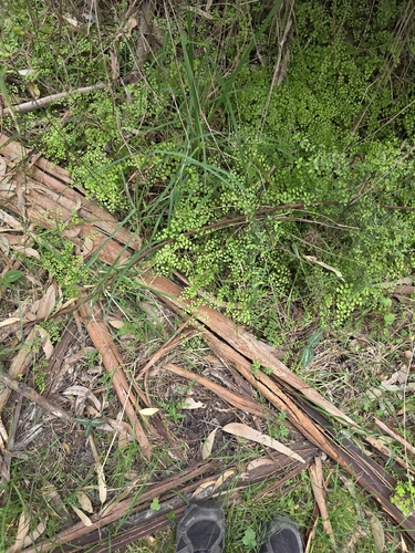 Adiantum aethiopicum, photograph 2