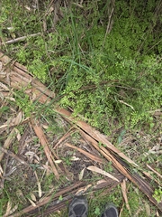 Adiantum aethiopicum, photograph (c) Ian Rainbow, some rights reserved (CC BY)