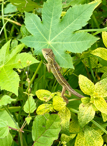 Indian Garden Lizard