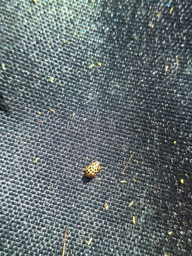 Water Ladybird