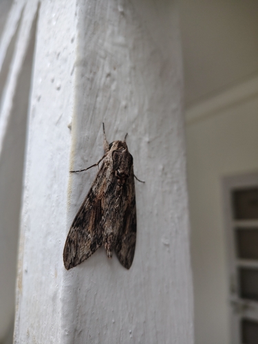 Convolvulus Hawkmoth
