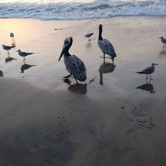 Pelecanus occidentalis