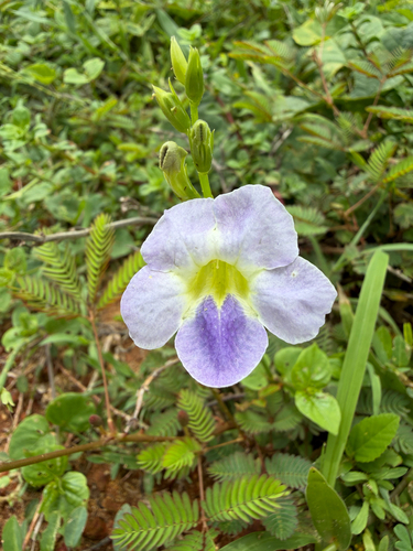 Chinese violet