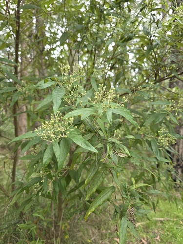 Olearia lirata