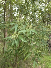 Olearia lirata
