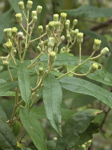 Olearia lirata, photograph 2