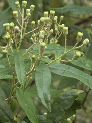 (c) Ian Rainbow, some rights reserved (CC BY) Olearia lirata, photograph (c) Ian Rainbow, some rights reserved (CC BY)