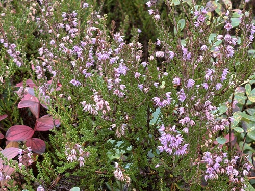 common heather