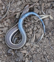 Plestiodon skiltonianus skiltonianus